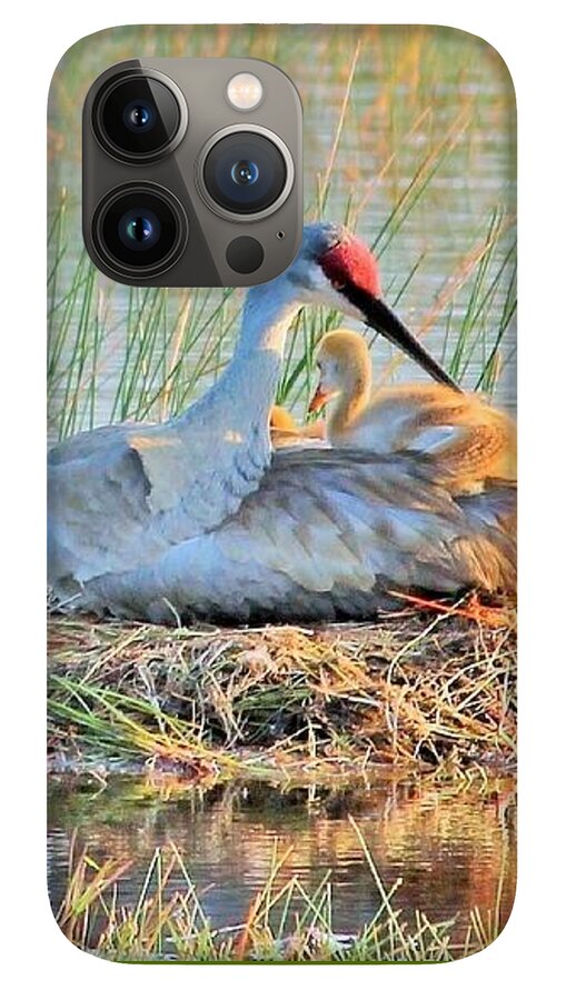 Sandhill Crane with Chicks Malabar Florida - Phone Case