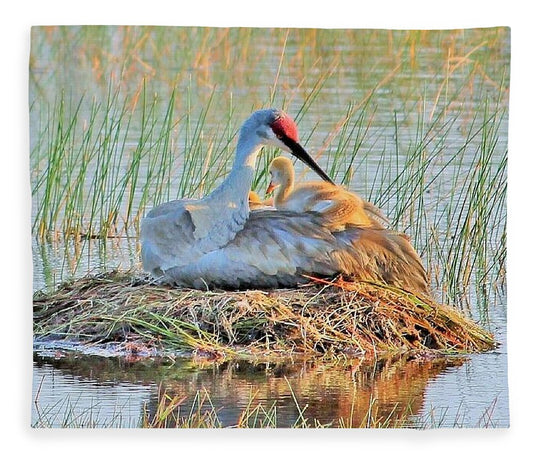 Sandhill Crane with Chicks Malabar Florida Blanket