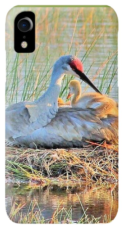 Sandhill Crane with Chicks Malabar Florida - Phone Case