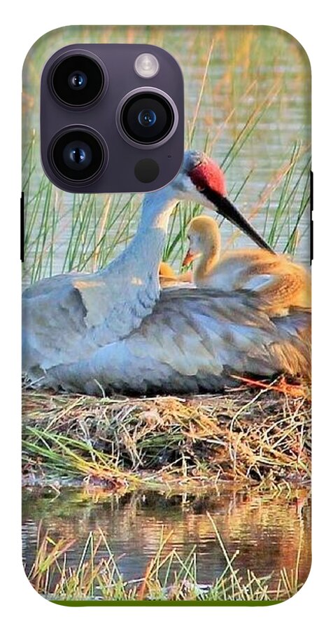 Sandhill Crane with Chicks Malabar Florida - Phone Case