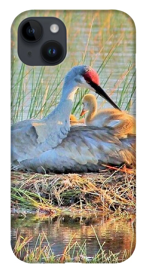 Sandhill Crane with Chicks Malabar Florida - Phone Case