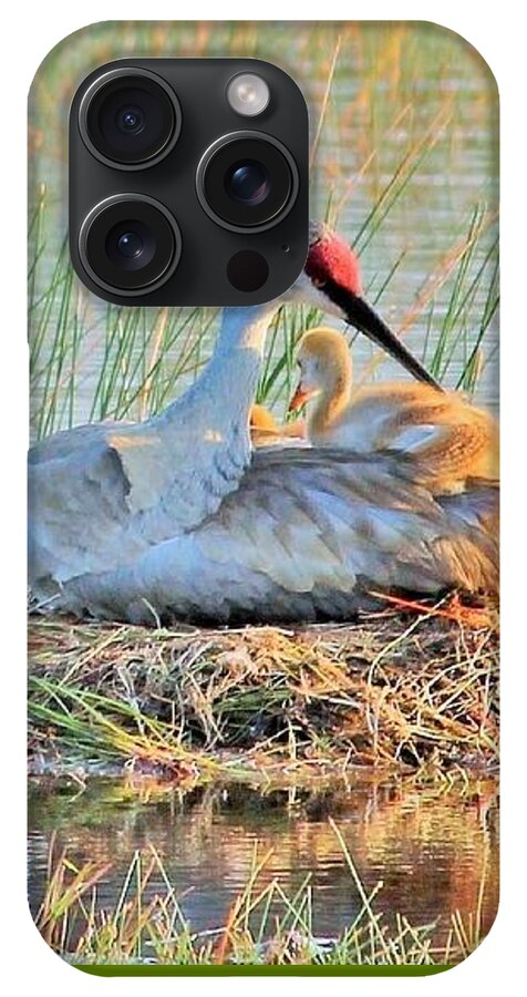 Sandhill Crane with Chicks Malabar Florida - Phone Case