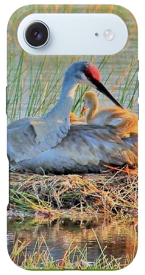 Sandhill Crane with Chicks Malabar Florida - Phone Case
