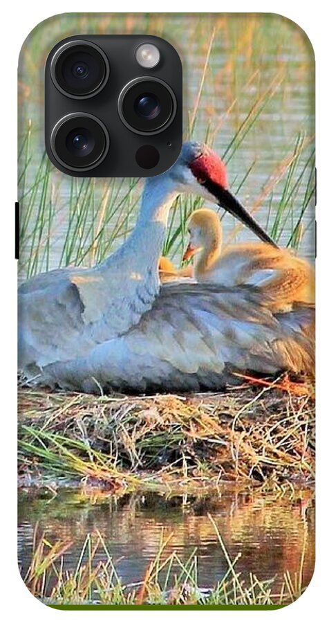 Sandhill Crane with Chicks Malabar Florida - Phone Case