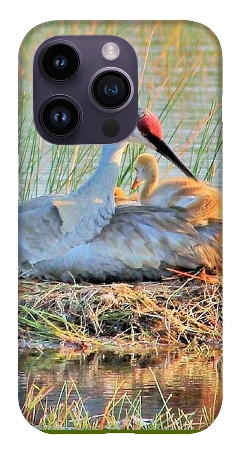 Sandhill Crane with Chicks Malabar Florida - Phone Case
