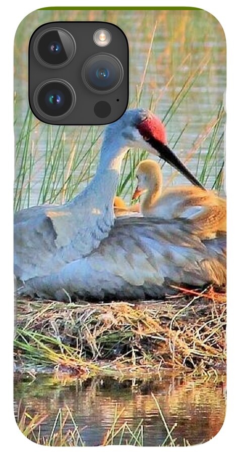Sandhill Crane with Chicks Malabar Florida - Phone Case