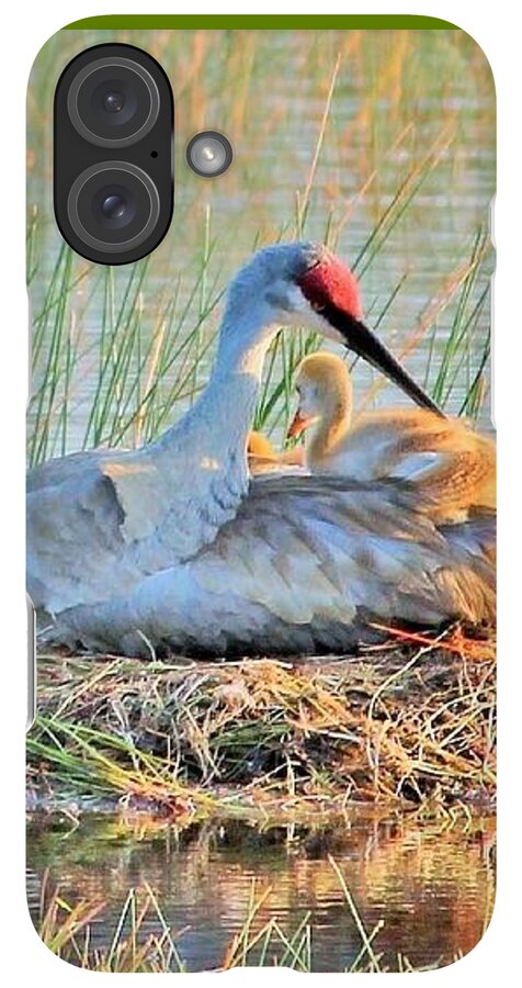 Sandhill Crane with Chicks Malabar Florida - Phone Case