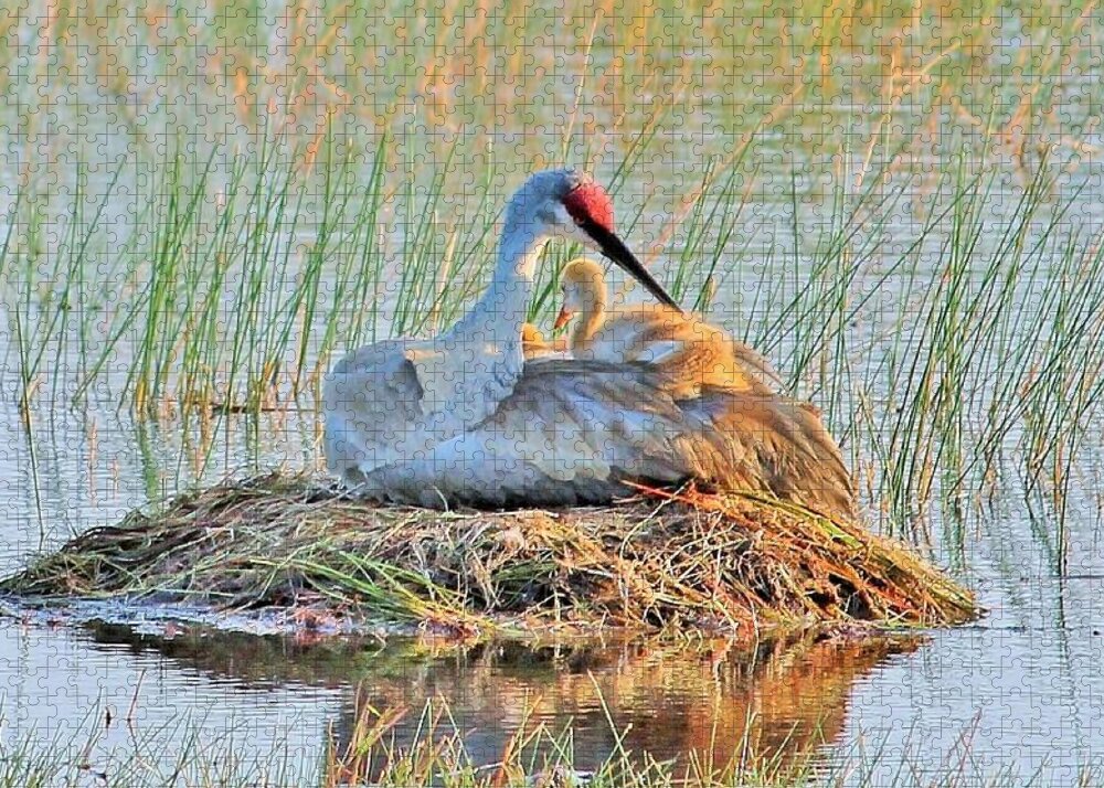 Sandhill Crane with Chicks Malabar Florida Puzzle