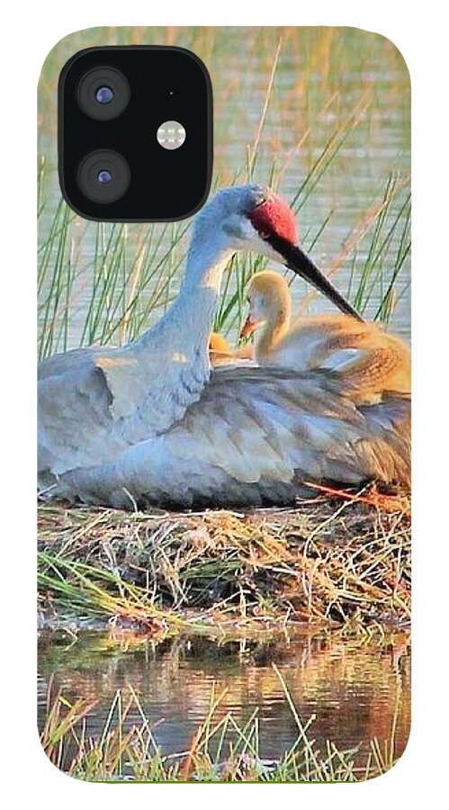 Sandhill Crane with Chicks Malabar Florida - Phone Case