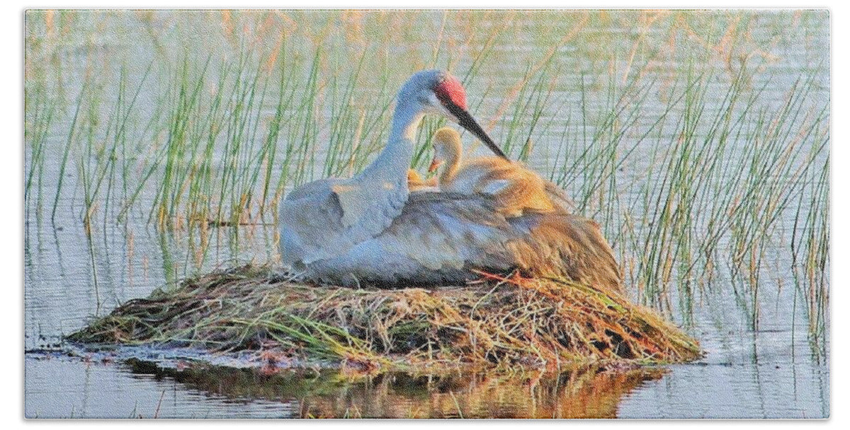 Sandhill Crane with Chicks Malabar Florida - Bath Towel