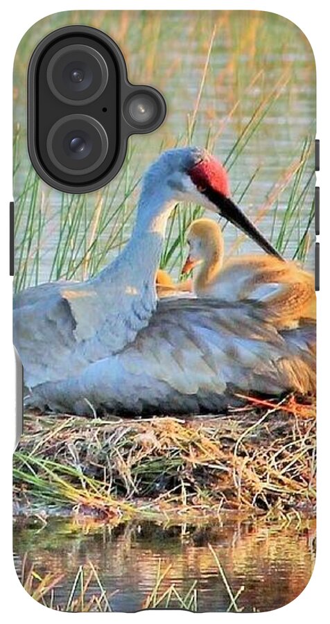 Sandhill Crane with Chicks Malabar Florida - Phone Case