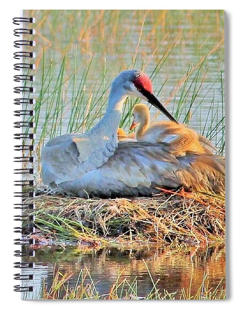 Sandhill Crane with Chicks Malabar Florida - Spiral Notebook