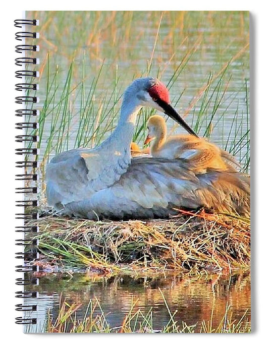 Sandhill Crane with Chicks Malabar Florida - Spiral Notebook