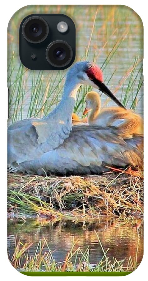 Sandhill Crane with Chicks Malabar Florida - Phone Case