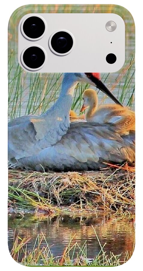Sandhill Crane with Chicks Malabar Florida - Phone Case