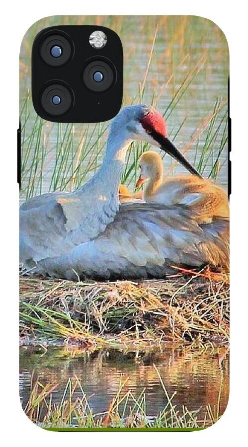 Sandhill Crane with Chicks Malabar Florida - Phone Case