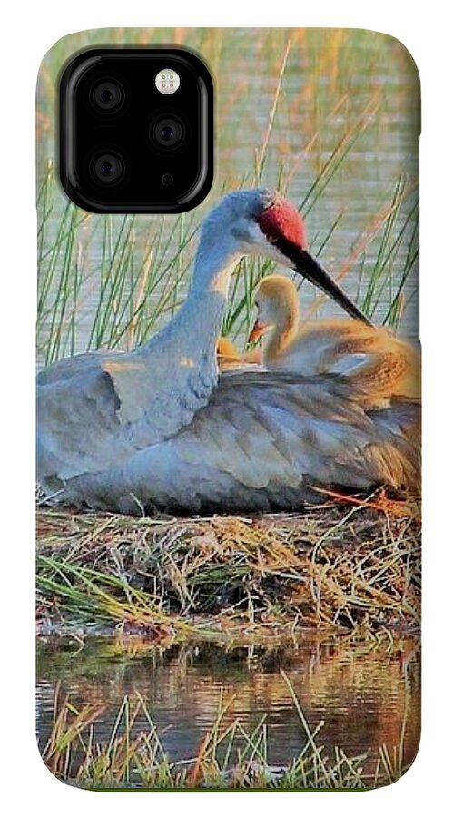 Sandhill Crane with Chicks Malabar Florida - Phone Case