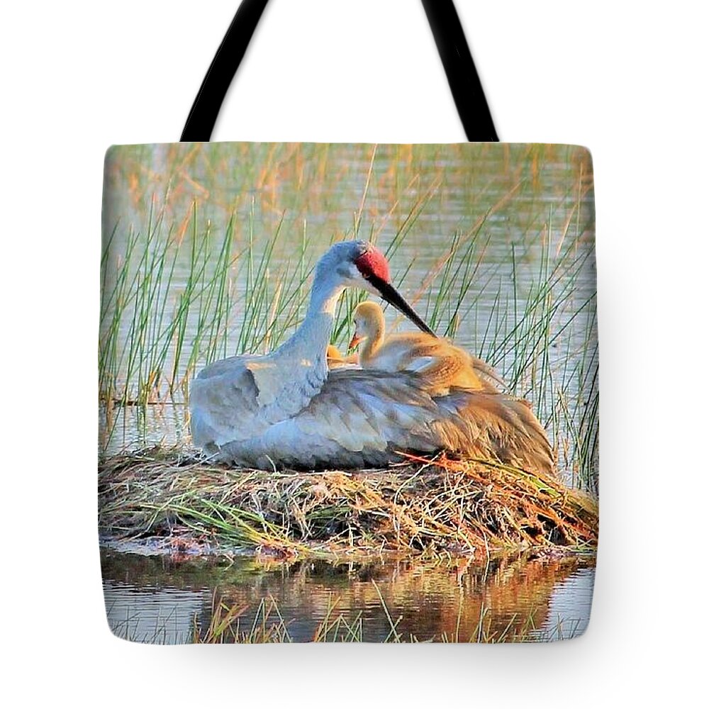 Sandhill Crane with Chicks Malabar Florida - Tote Bag
