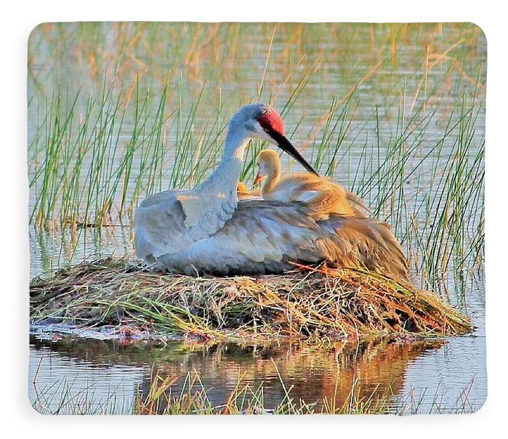 Sandhill Crane with Chicks Malabar Florida Blanket