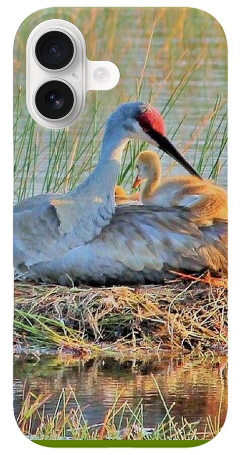 Sandhill Crane with Chicks Malabar Florida - Phone Case