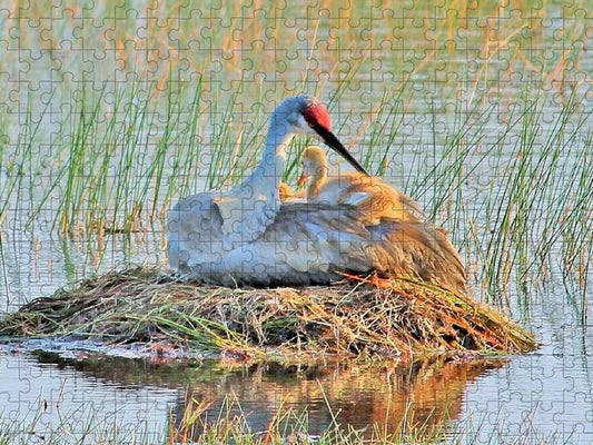 Sandhill Crane with Chicks Malabar Florida Puzzle