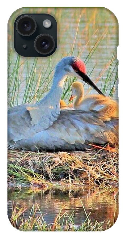Sandhill Crane with Chicks Malabar Florida - Phone Case