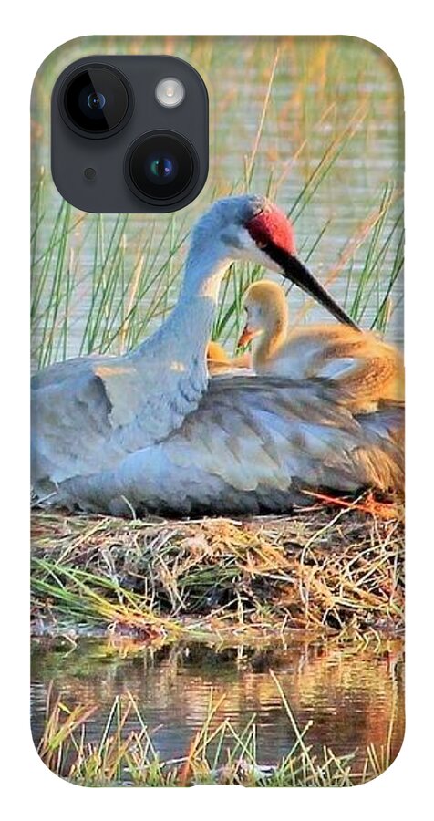Sandhill Crane with Chicks Malabar Florida - Phone Case