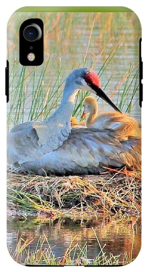 Sandhill Crane with Chicks Malabar Florida - Phone Case