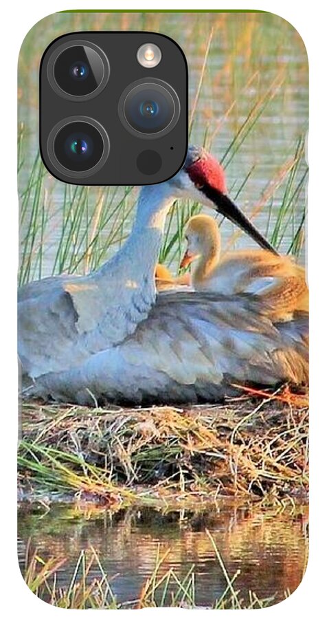 Sandhill Crane with Chicks Malabar Florida - Phone Case