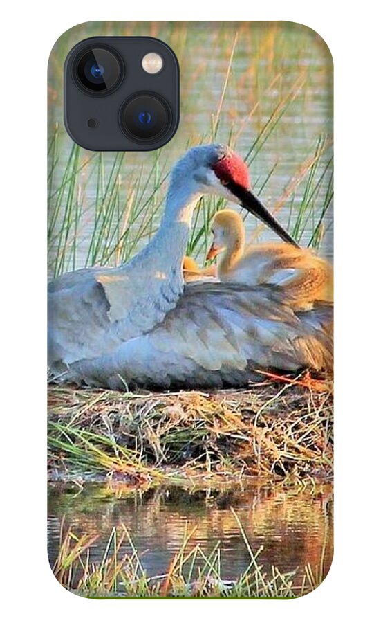 Sandhill Crane with Chicks Malabar Florida - Phone Case