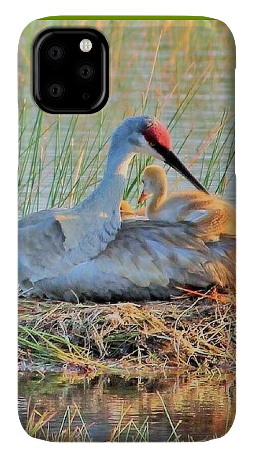 Sandhill Crane with Chicks Malabar Florida - Phone Case