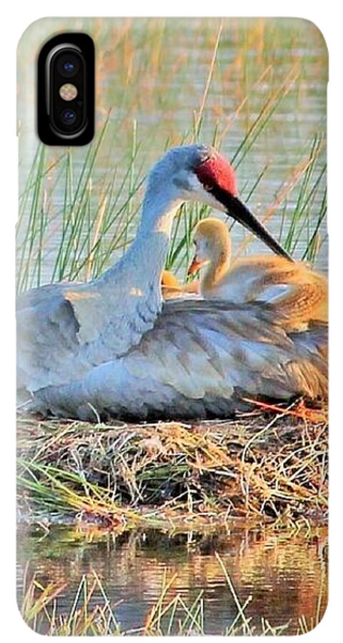 Sandhill Crane with Chicks Malabar Florida - Phone Case