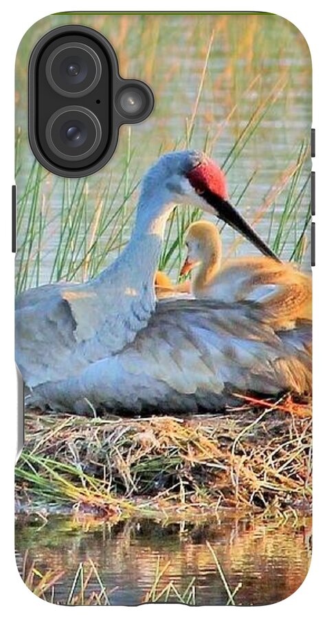 Sandhill Crane with Chicks Malabar Florida - Phone Case