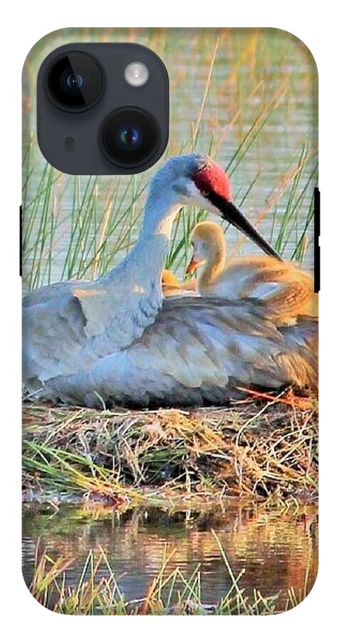 Sandhill Crane with Chicks Malabar Florida - Phone Case