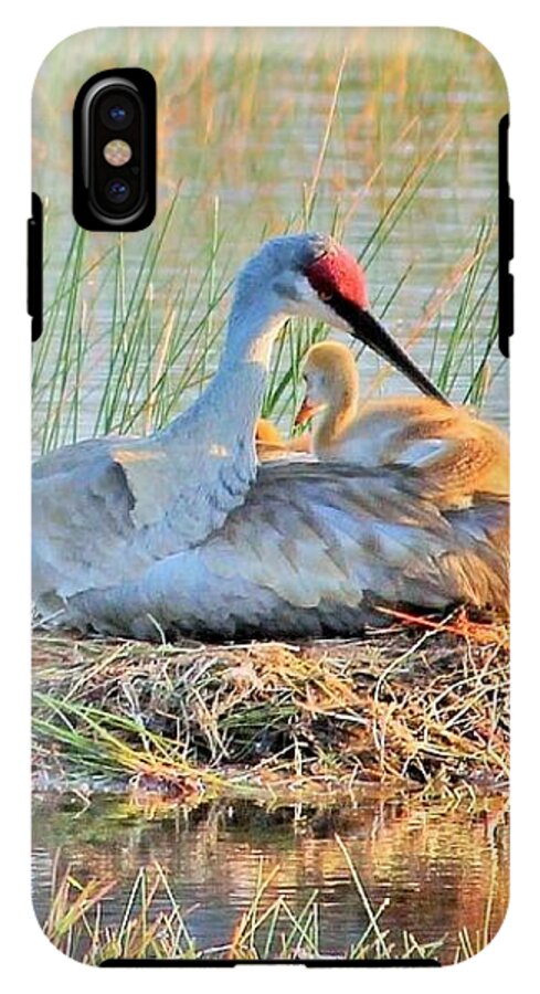 Sandhill Crane with Chicks Malabar Florida - Phone Case