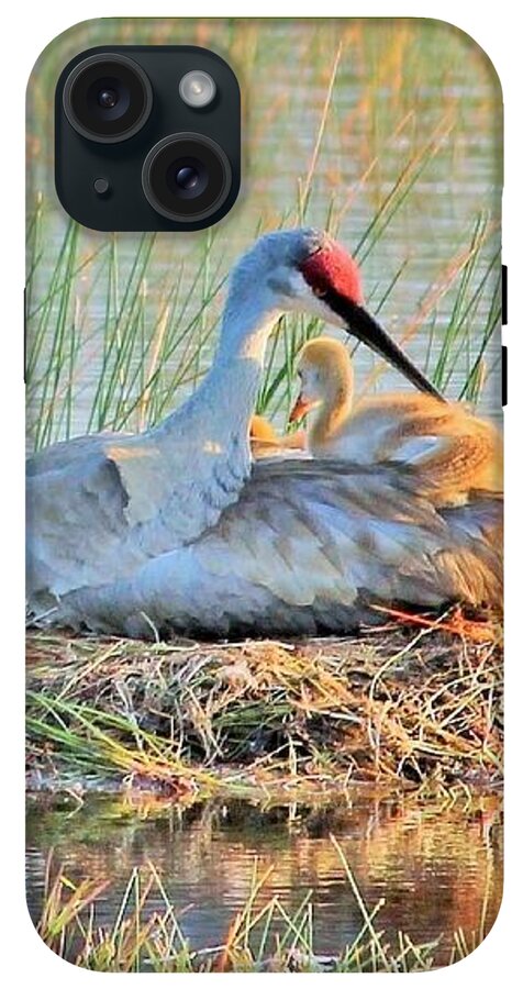 Sandhill Crane with Chicks Malabar Florida - Phone Case