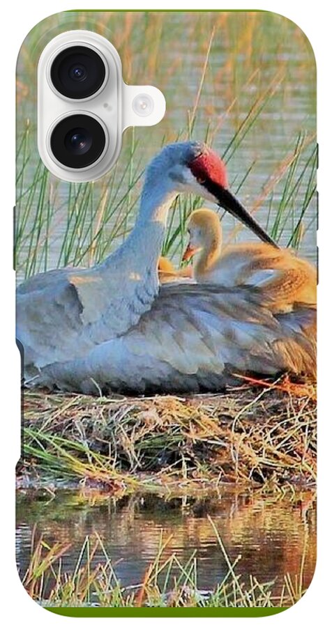 Sandhill Crane with Chicks Malabar Florida - Phone Case