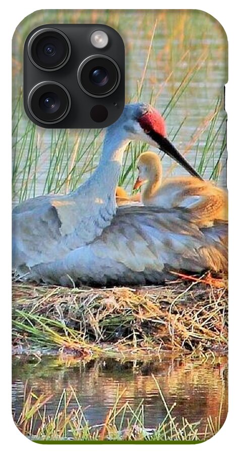 Sandhill Crane with Chicks Malabar Florida - Phone Case