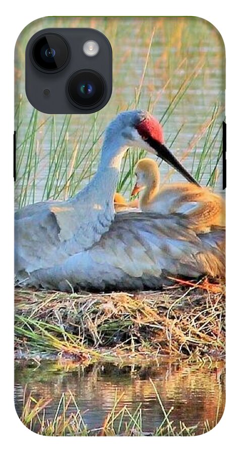 Sandhill Crane with Chicks Malabar Florida - Phone Case