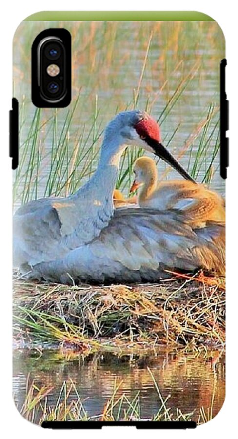 Sandhill Crane with Chicks Malabar Florida - Phone Case