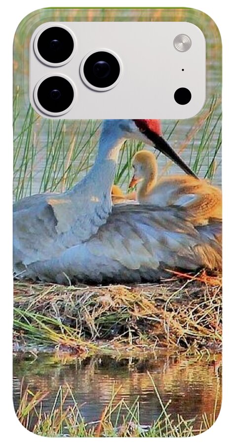 Sandhill Crane with Chicks Malabar Florida - Phone Case