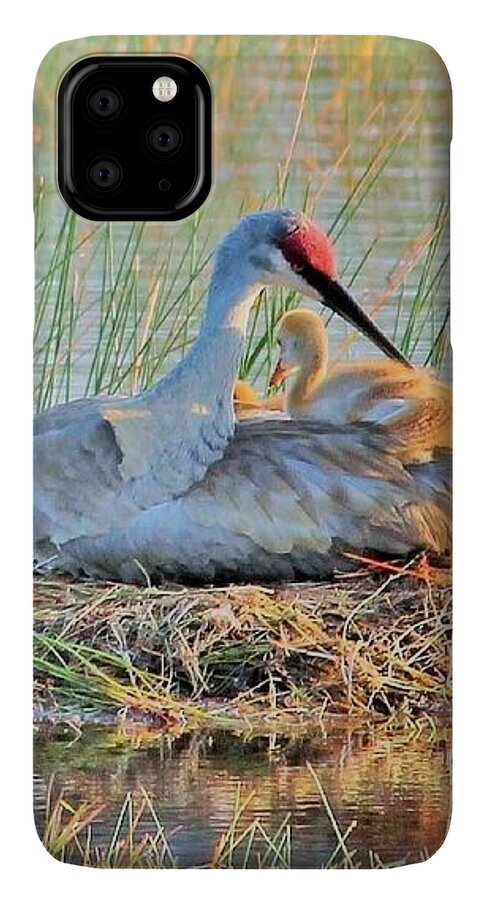 Sandhill Crane with Chicks Malabar Florida - Phone Case