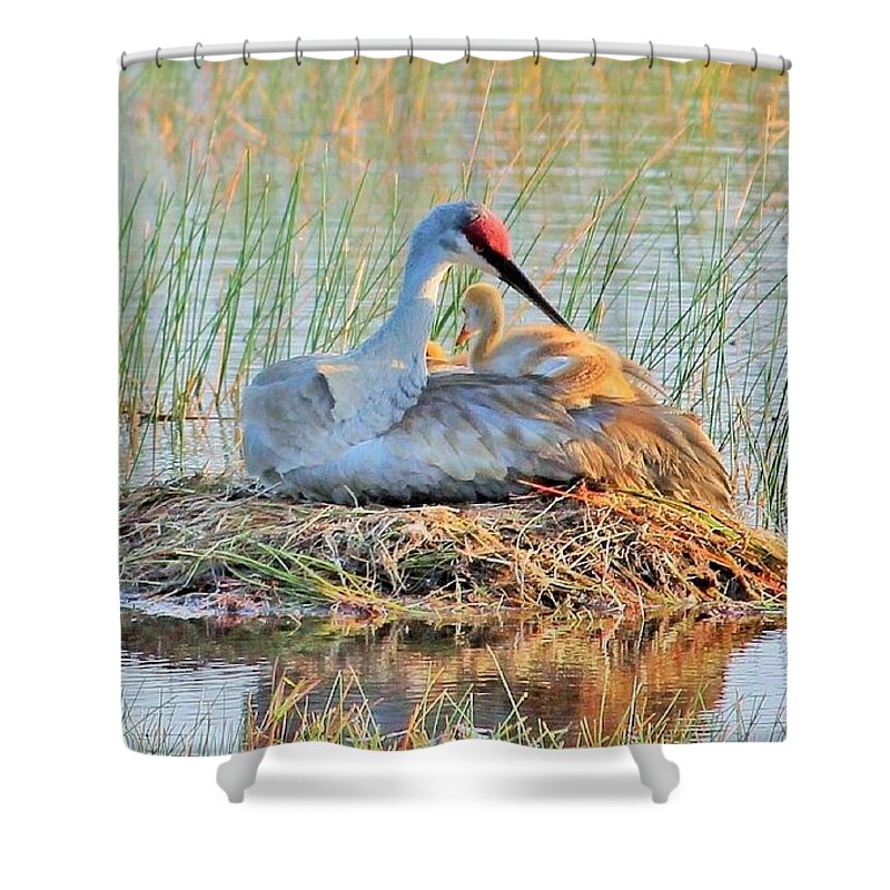 Sandhill Crane with Chicks Malabar Florida - Shower Curtain