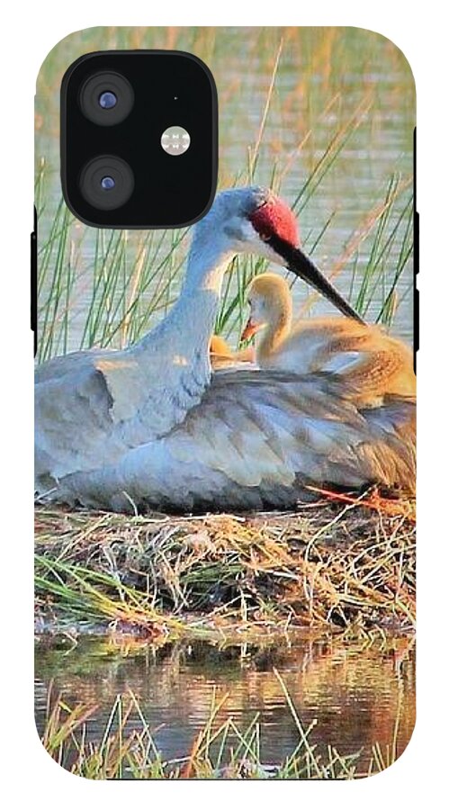 Sandhill Crane with Chicks Malabar Florida - Phone Case