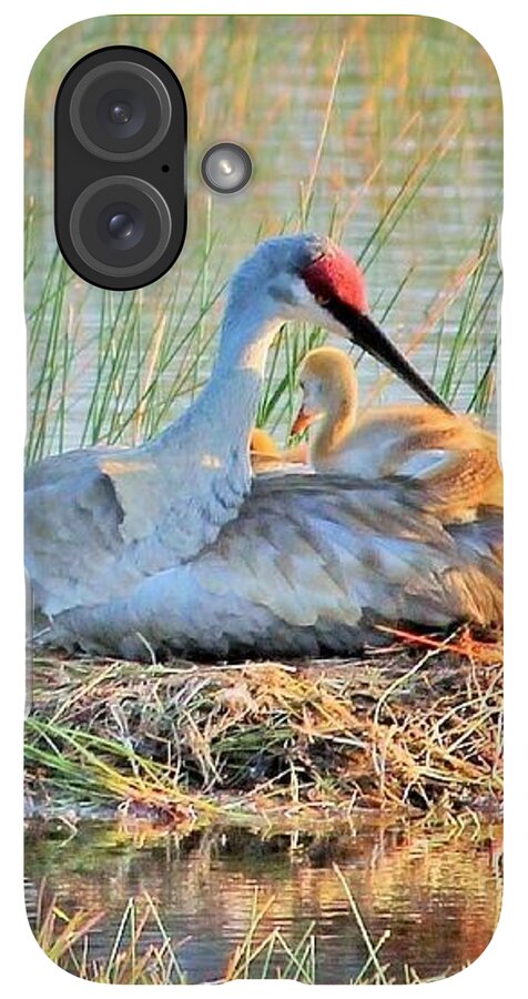 Sandhill Crane with Chicks Malabar Florida - Phone Case