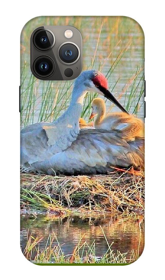 Sandhill Crane with Chicks Malabar Florida - Phone Case
