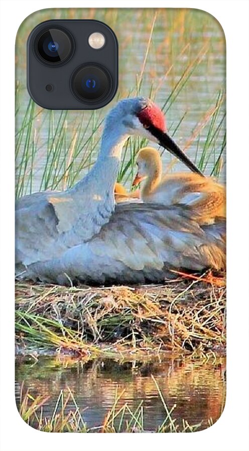 Sandhill Crane with Chicks Malabar Florida - Phone Case