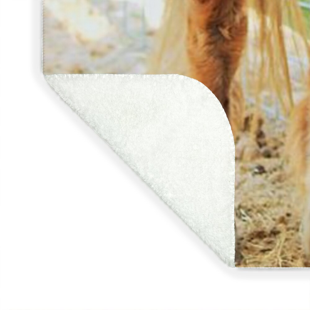 Shetland Pony in a Paddock - Blanket