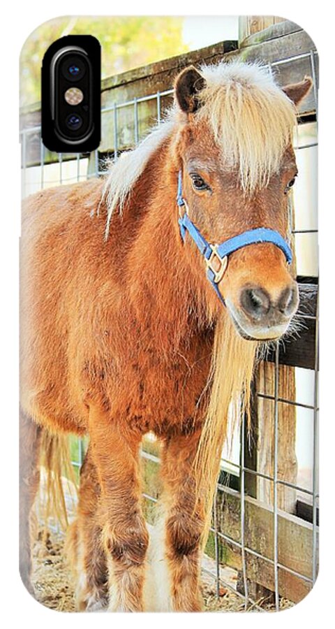 Shetland Pony in a Paddock - Phone Case