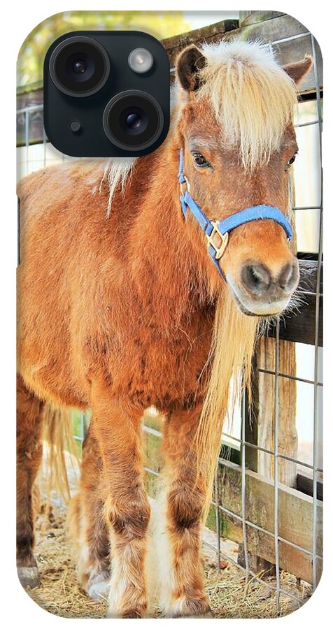 Shetland Pony in a Paddock - Phone Case